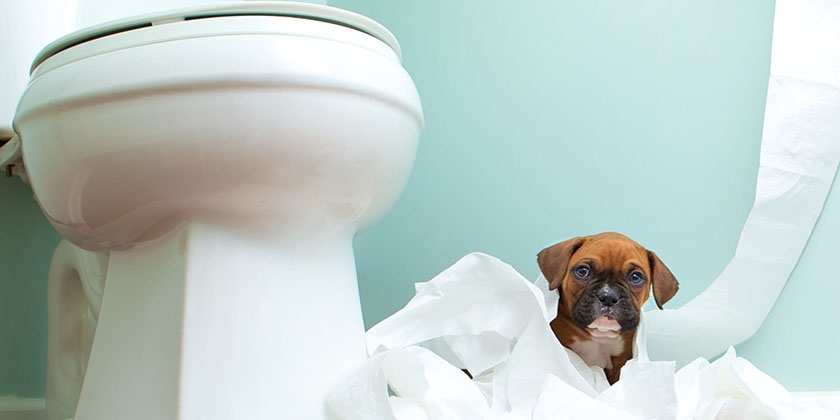Hund auf der Toilette