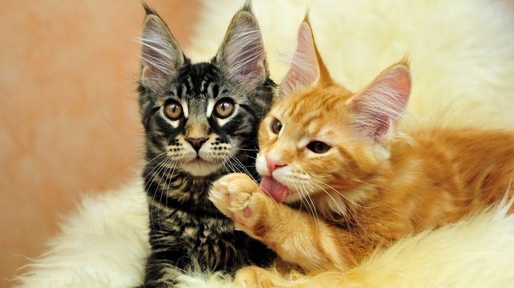 Gatitos Maine Coon crecidos