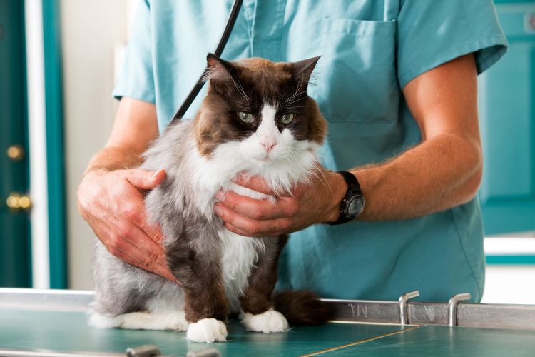 El veterinario examina a la gata