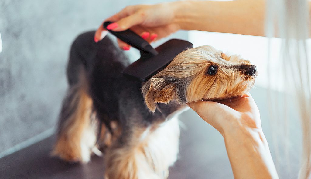 Perro en la peluquería canina