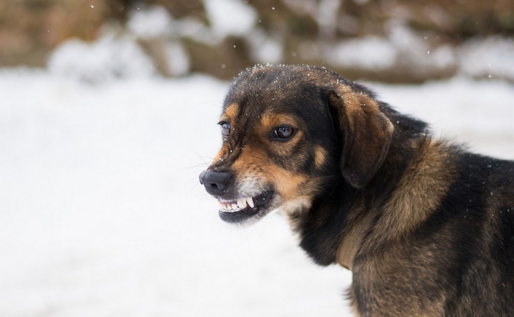 Perro enseñando los dientes