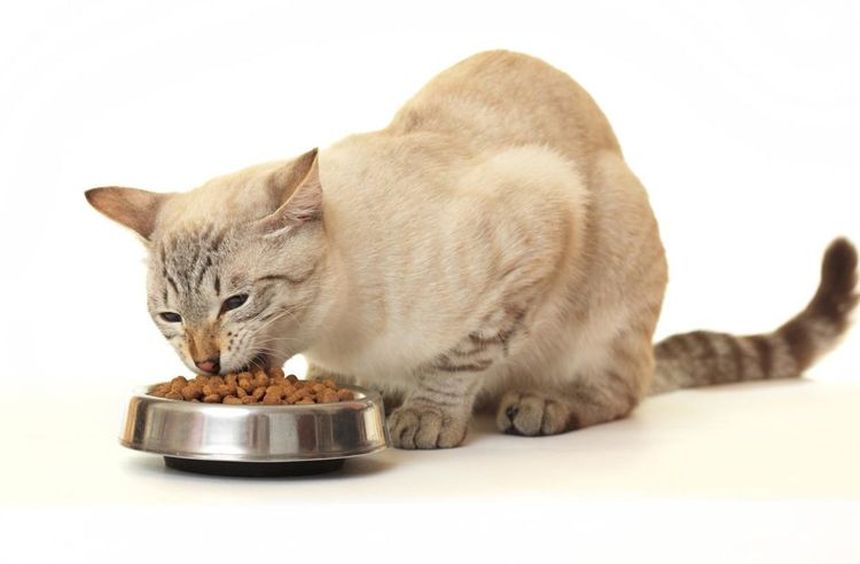 Pienso para gatos Ftalazor