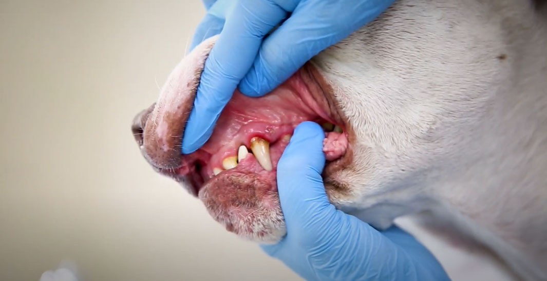 Gingivitis en perros, foto
