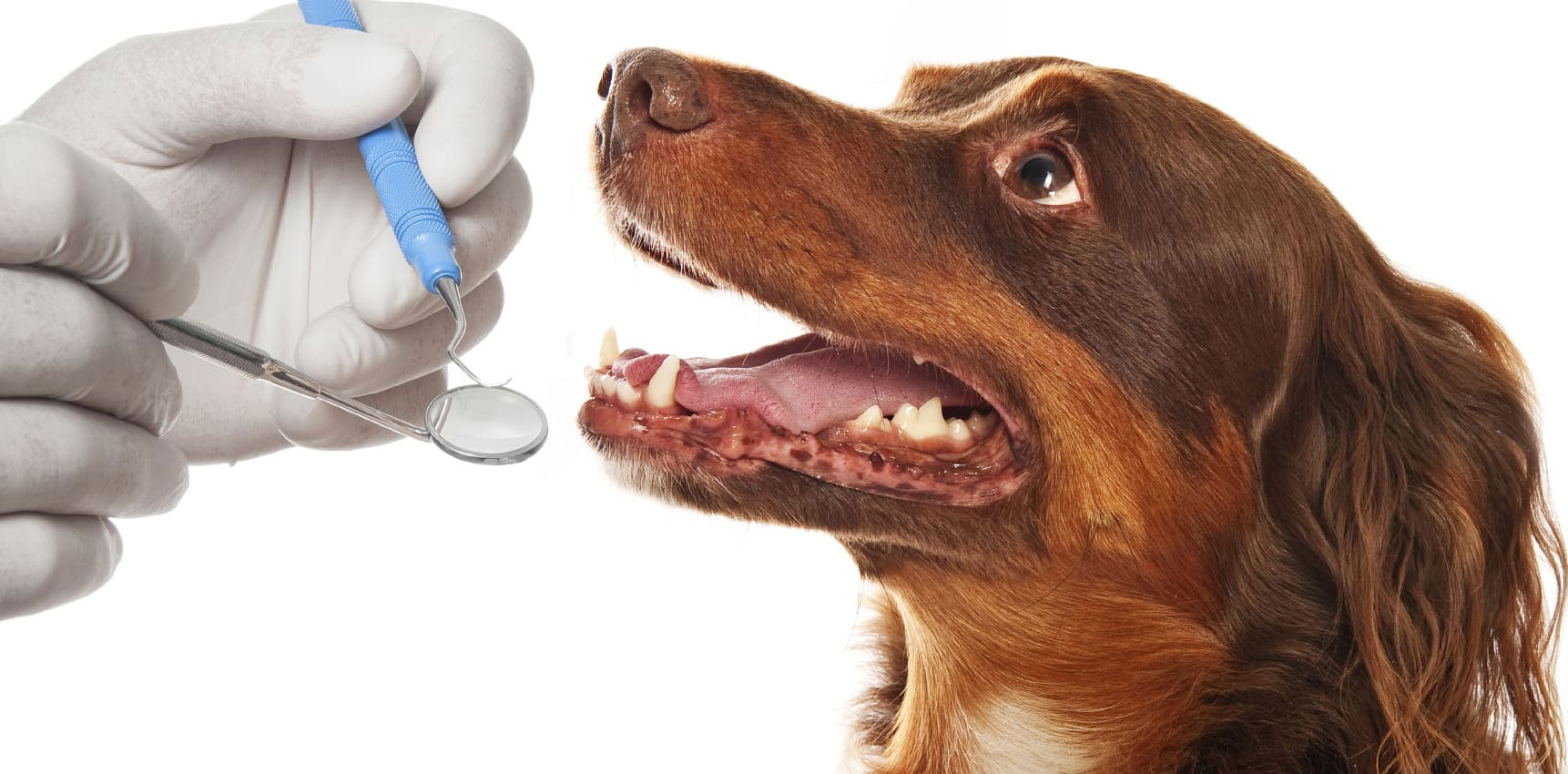 Causas del desarrollo de la gingivitis en perros