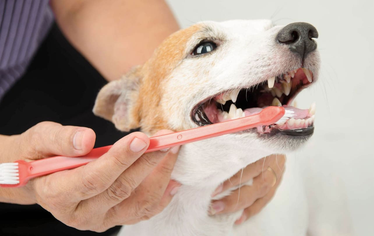 Limpieza dental del perro