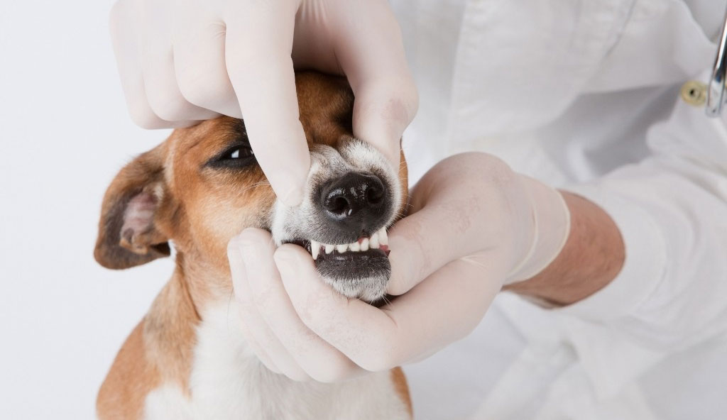 Diagnóstico y tratamiento de la gingivitis en perros