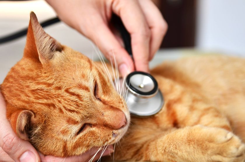 Gato rojo en el veterinario