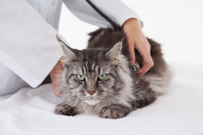 Gato en el médico