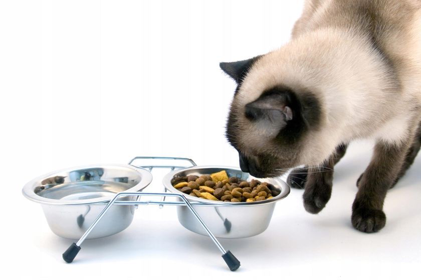 Dieta para el gato