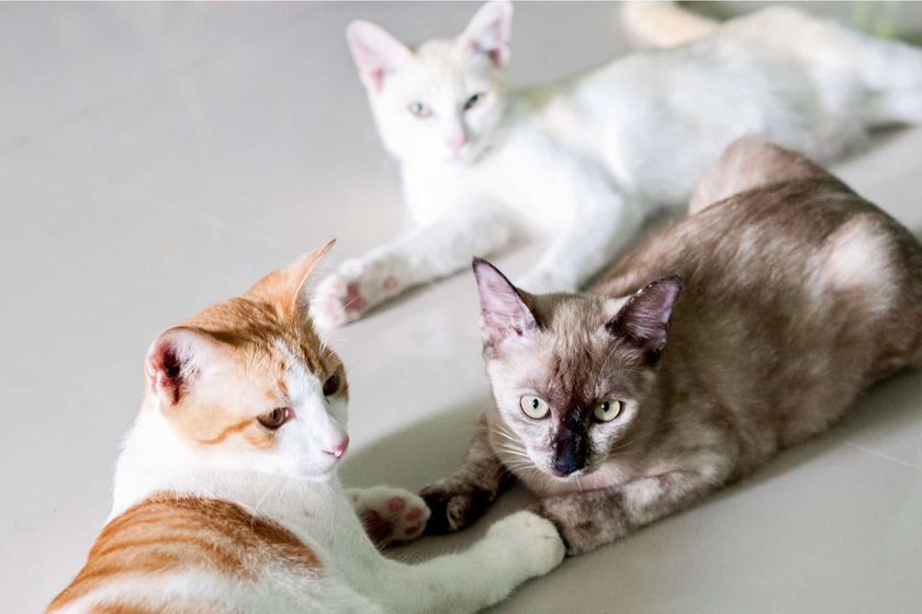 Tres gatos