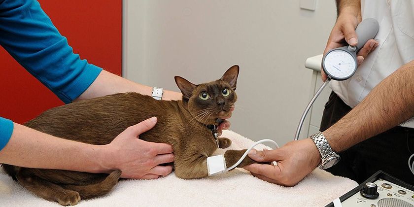 Miocardiopatía hipertrófica en gatos