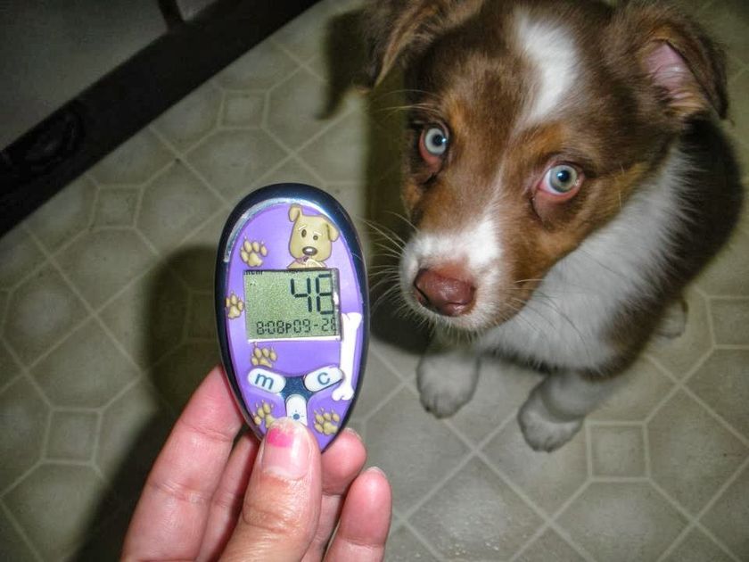 Blutzucker bei Hunden
