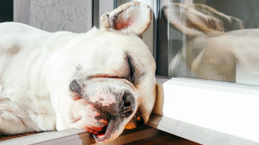 Energieverlust beim Hund