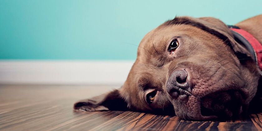 Hypoglykämie bei Hunden