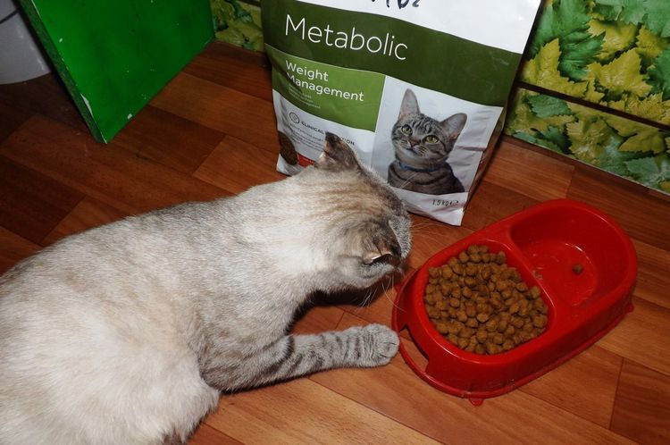 El gato come alimento Hills Metabolic