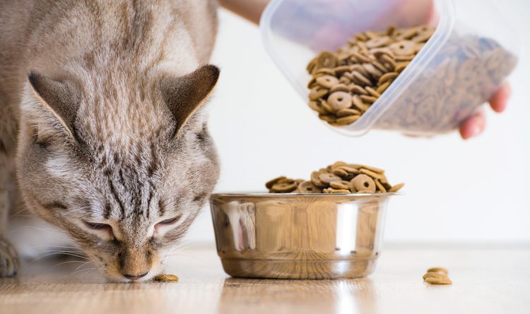 El gato come alimento seco de un cuenco