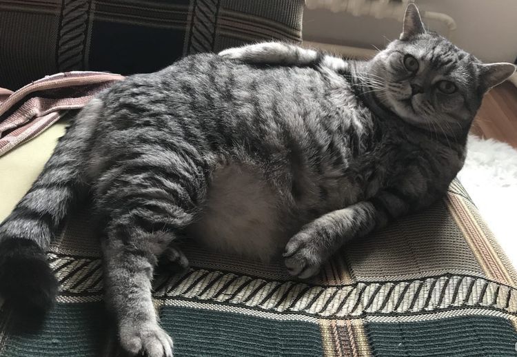 Gato gordo tumbado de lado