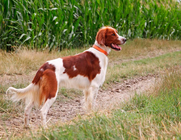 Setter irlandés rojo y blanco