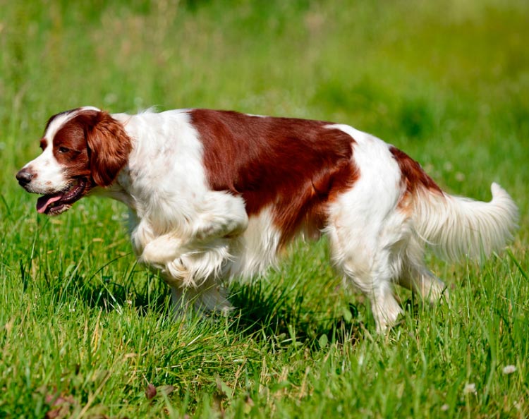 Setter irlandés rojo y blanco en un paseo