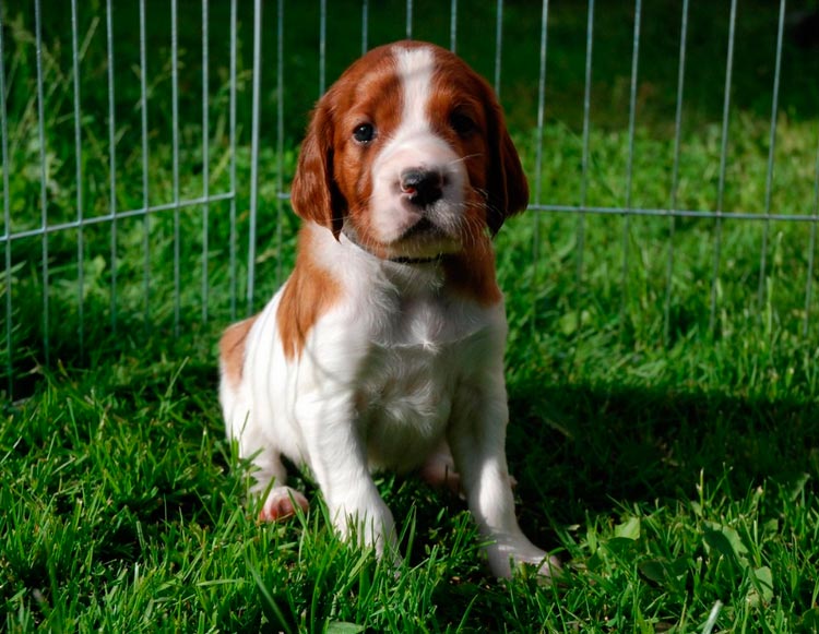 Cachorro de setter irlandés rojo y blanco