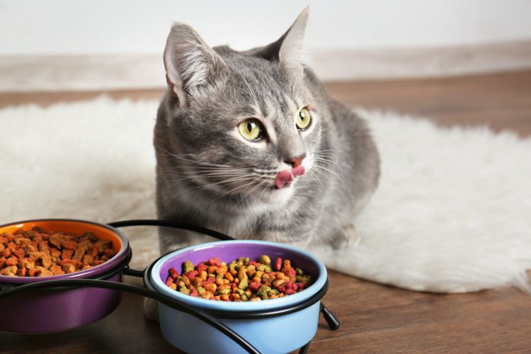 Alimentos italianos para gato