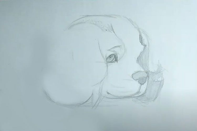 Boceto del hocico