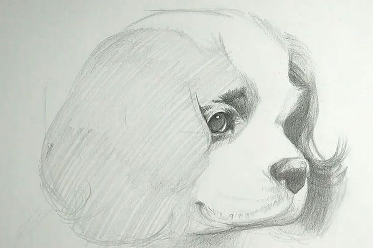 Hocico de perro dibujado