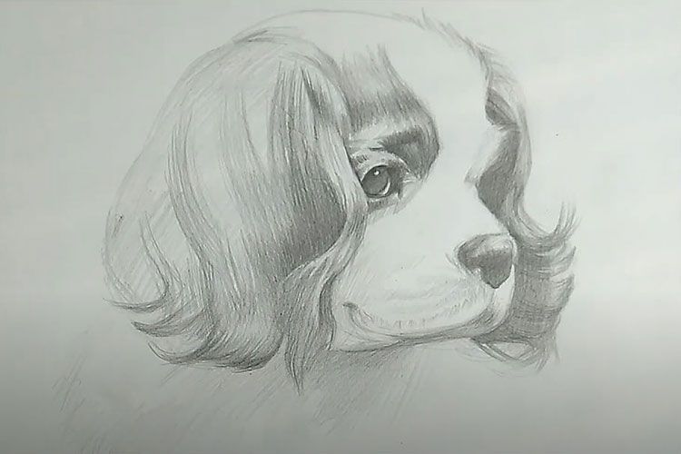 Dibujo de perro