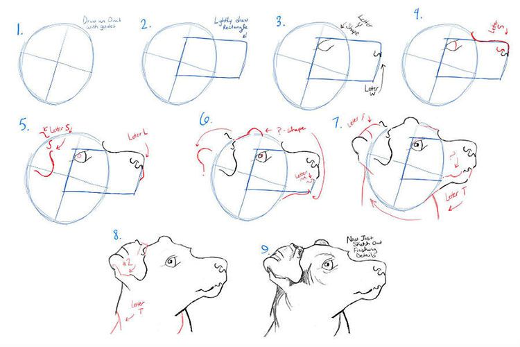 Etapas del dibujo
