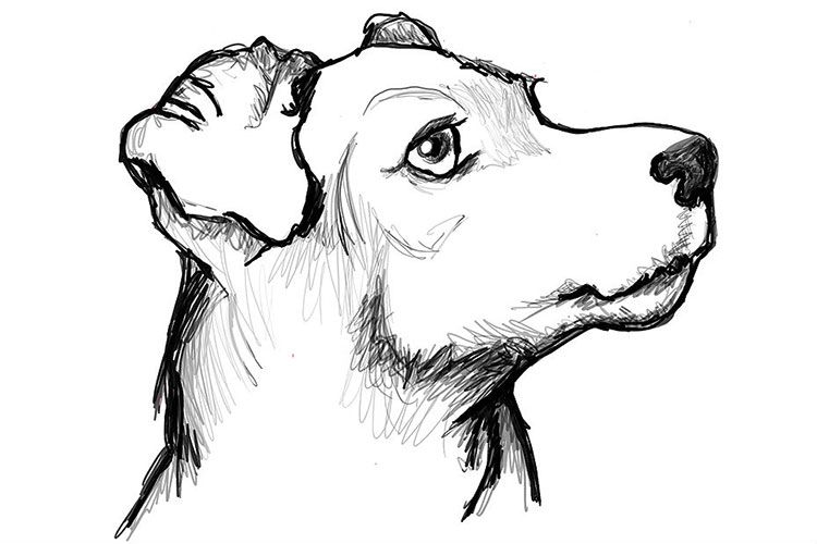 Fox terrier dibujado