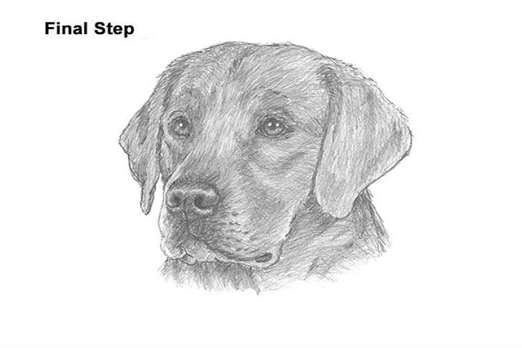 Labrador dibujado