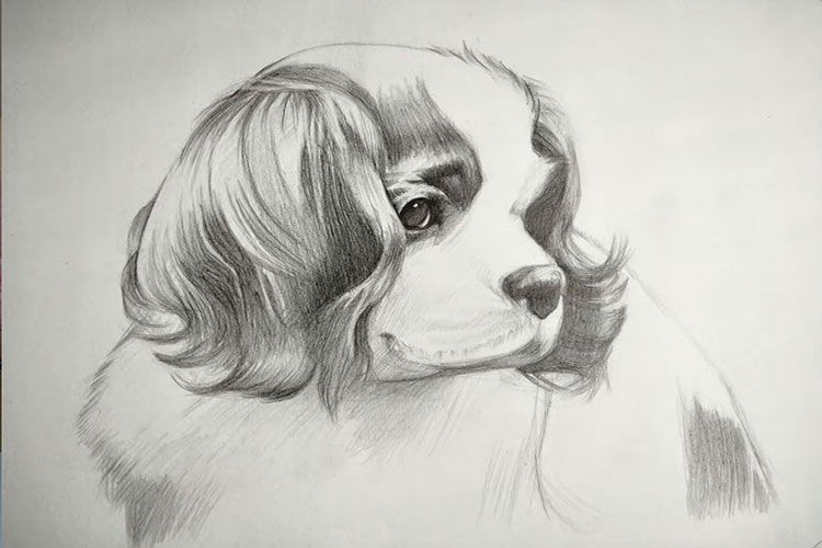 Cavalier King Charles dibujado