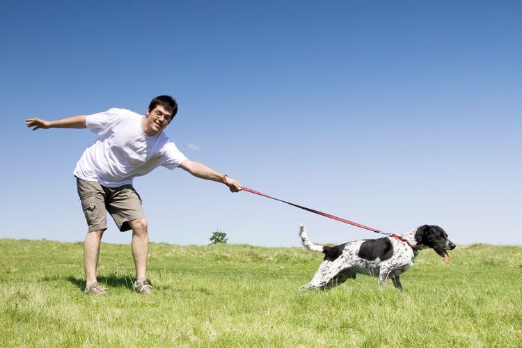 El perro tira de la correa