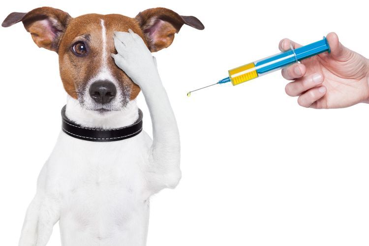 Inyección a un perro