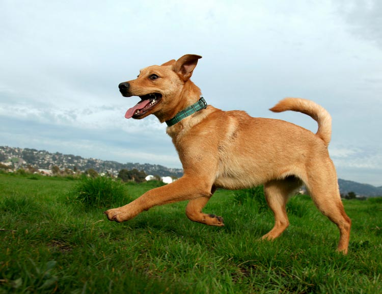 Perro de raza Jindo coreano