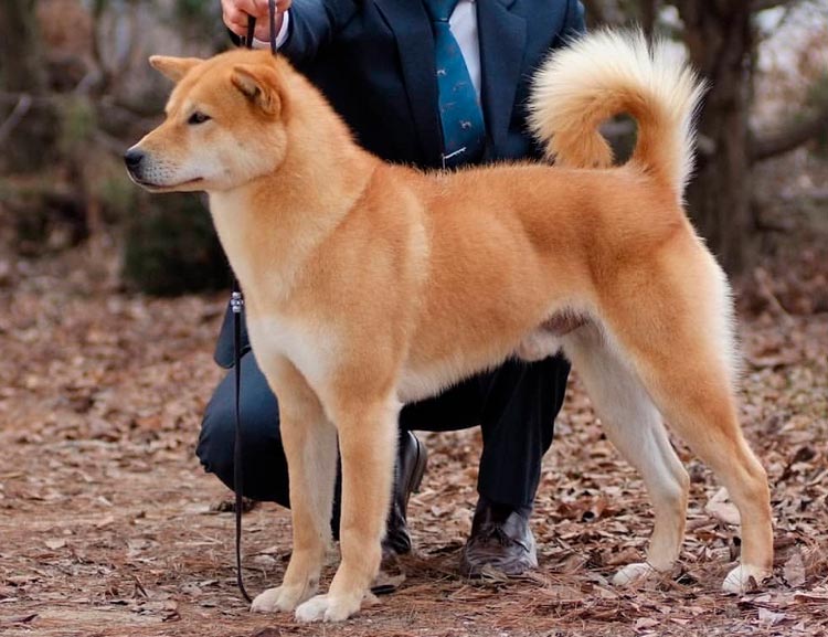 Raza de perro Jindo coreano