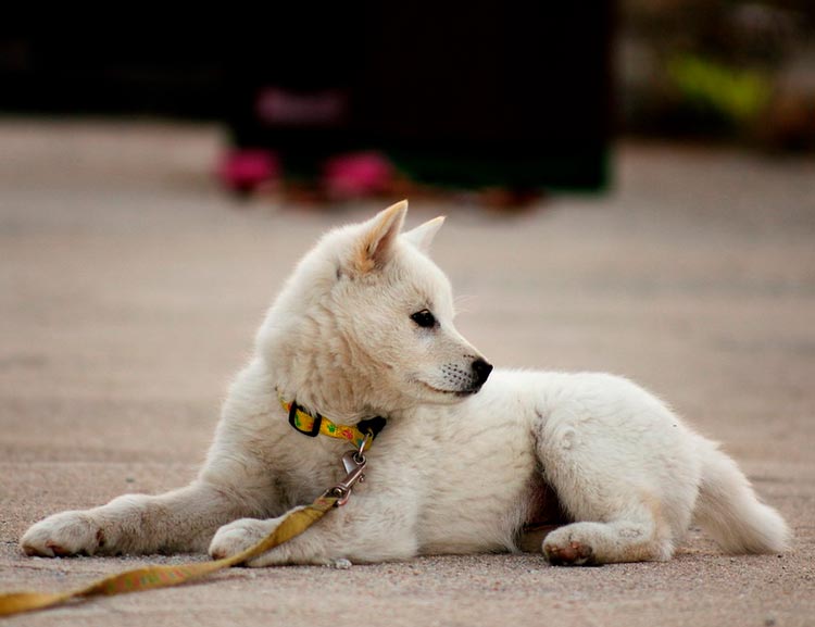Carácter del perro Jindo