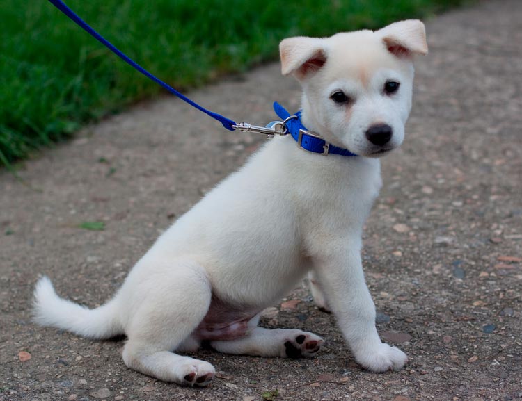 Cachorro de la raza Jindo coreano
