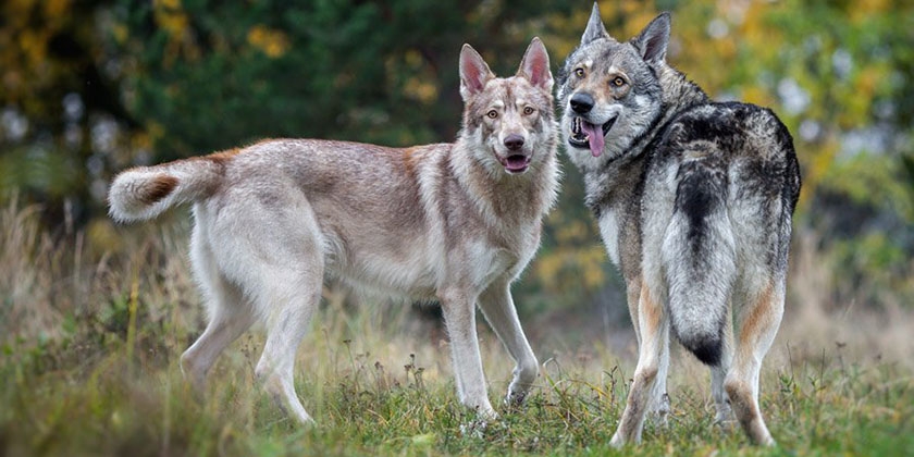 Lobo y perro