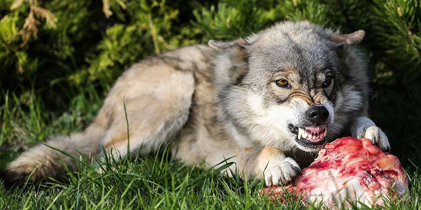 El lobo come