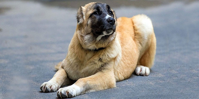 Perro lobo armenio