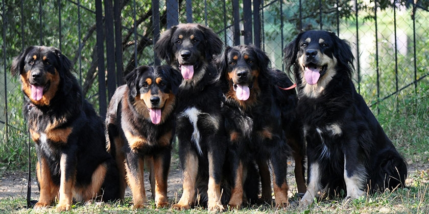 Perro lobo buriato-mongol