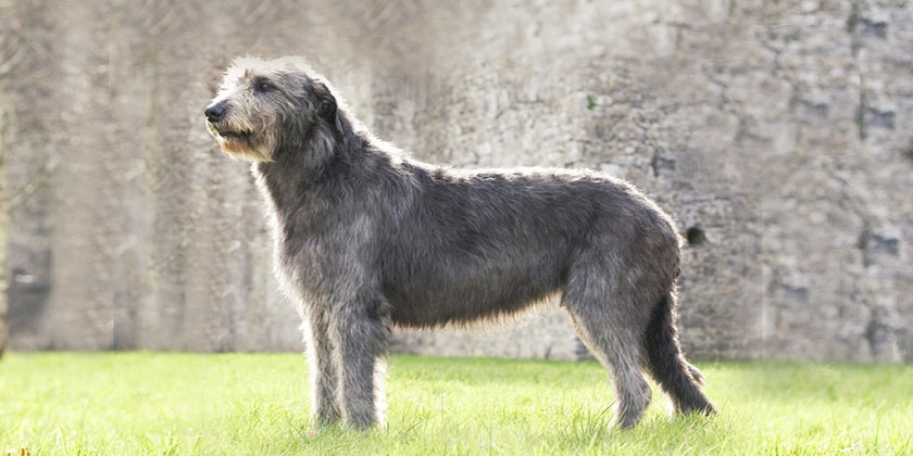 Irish Wolfhound