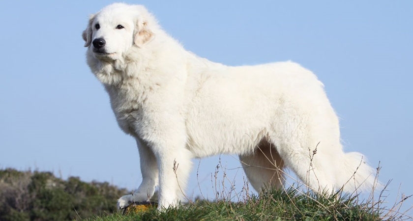 Perro de montaña de los Pirineos