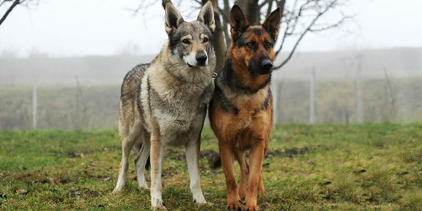 ¿Quién es más fuerte - el lobo o el perro?