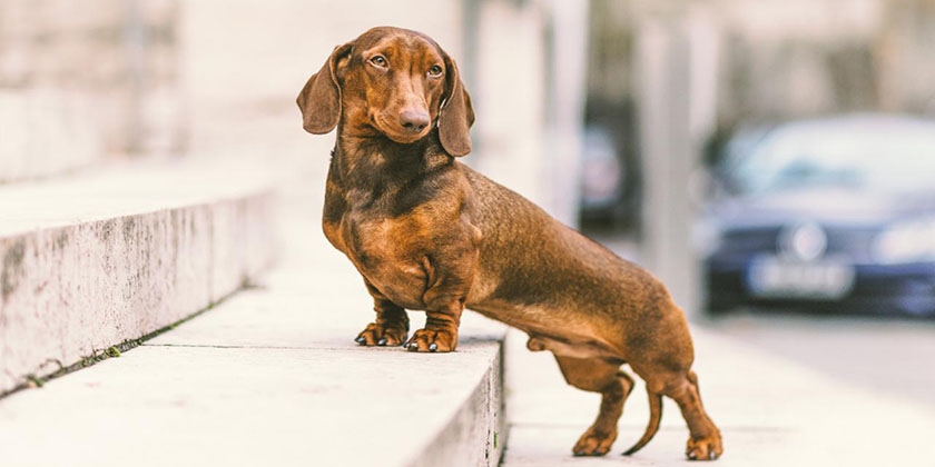 Raza de perro Dachshund