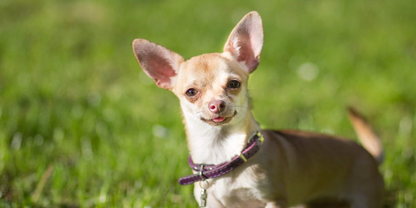 Perro de raza chihuahua