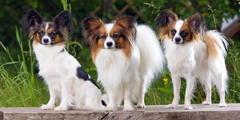 Perros de raza papillon