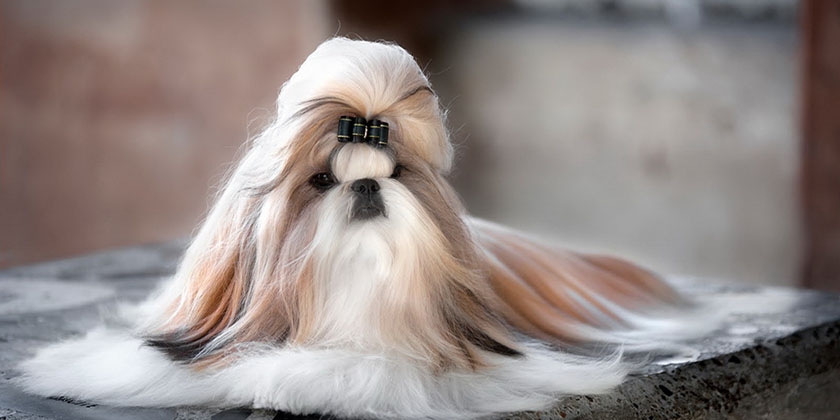 Raza de perro Shih Tzu