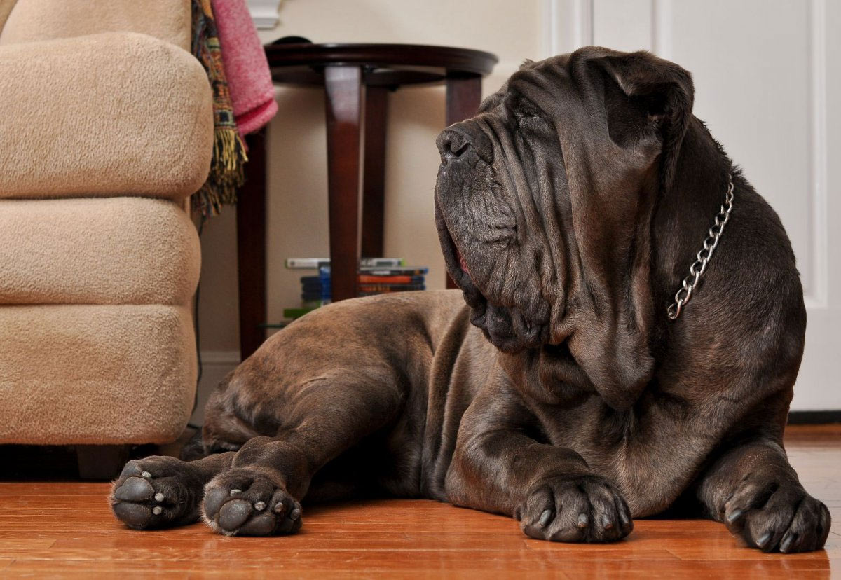 Mastino Napoletano